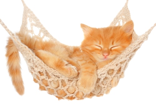 Why Do Cats Like Hammocks and Swinging Beds: 3 Key Reasons